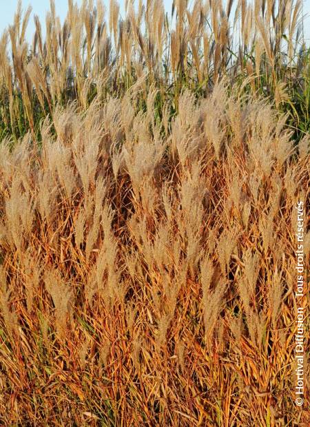 © Hortival Diffusion - Tous droits réservés