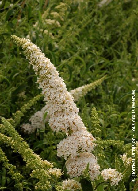 © Hortival Diffusion - Tous droits réservés