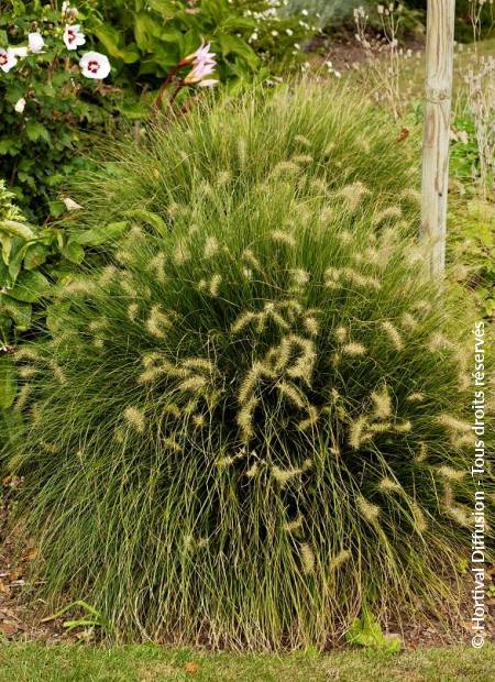 © Hortival Diffusion - Tous droits réservés