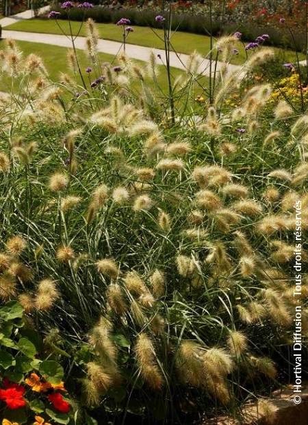 © Hortival Diffusion - Tous droits réservés