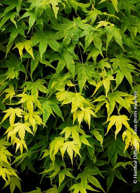 © Hortival Diffusion - Tous droits réservés