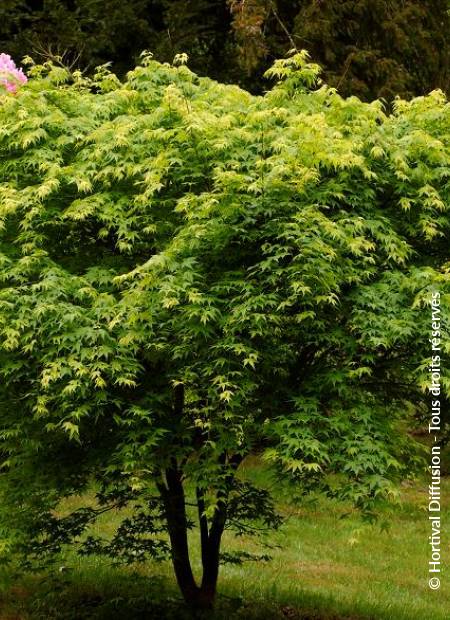 © Hortival Diffusion - Tous droits réservés