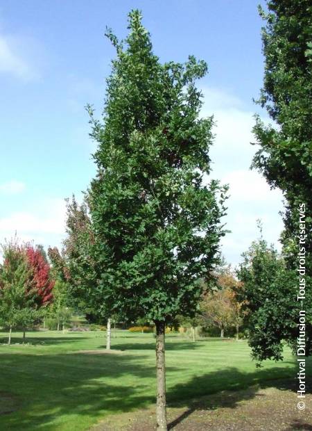 © Hortival Diffusion - Tous droits réservés