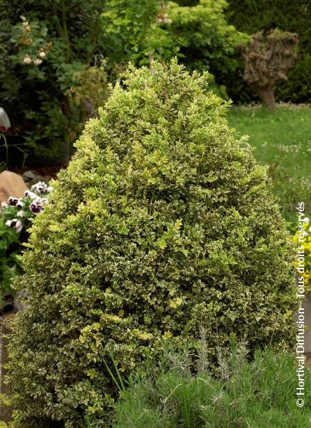 © Hortival Diffusion - Tous droits réservés