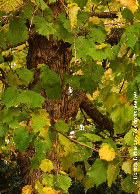 © Hortival Diffusion - Tous droits réservés