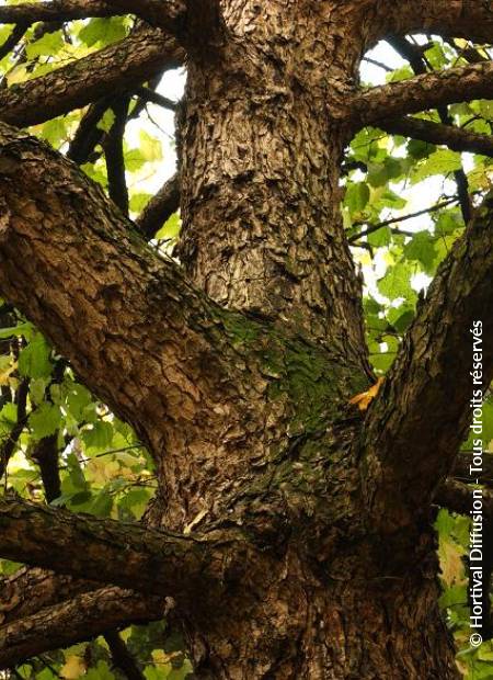 © Hortival Diffusion - Tous droits réservés