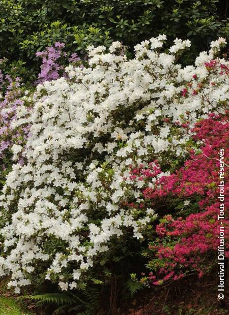 © Hortival Diffusion - Tous droits réservés