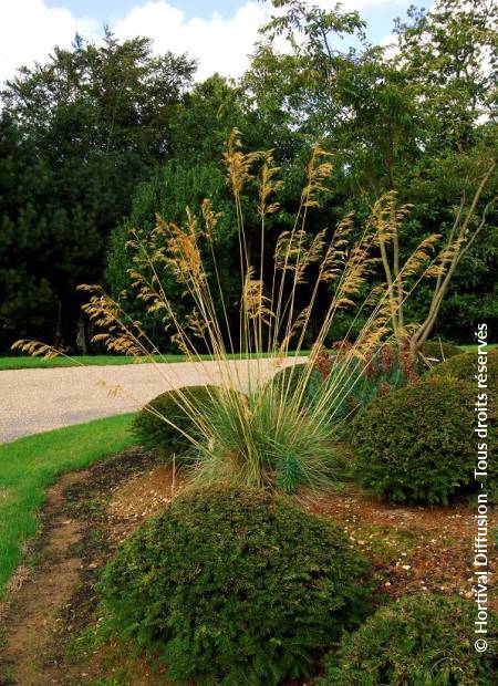 © Hortival Diffusion - Tous droits réservés