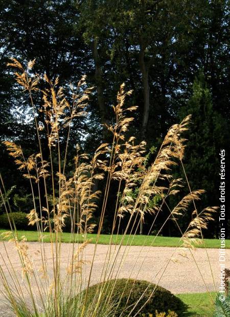 © Hortival Diffusion - Tous droits réservés