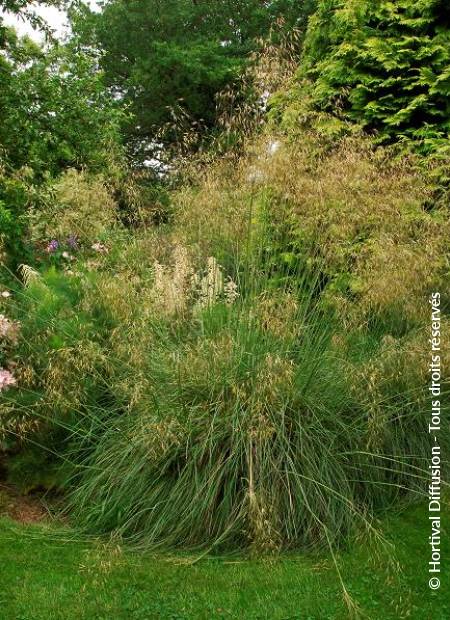 © Hortival Diffusion - Tous droits réservés