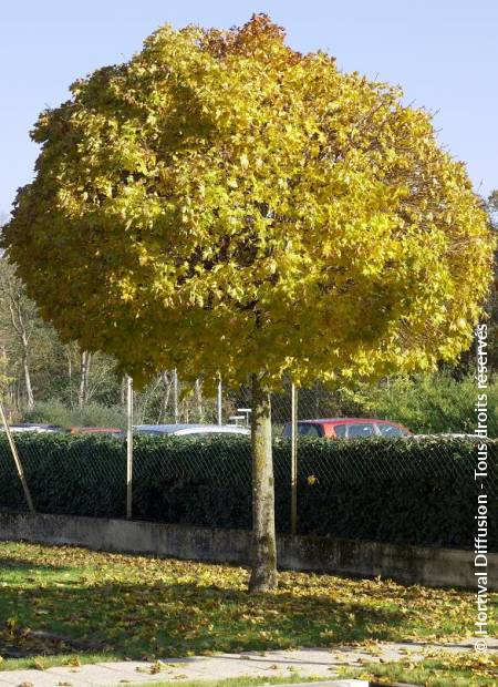 © Hortival Diffusion - Tous droits réservés