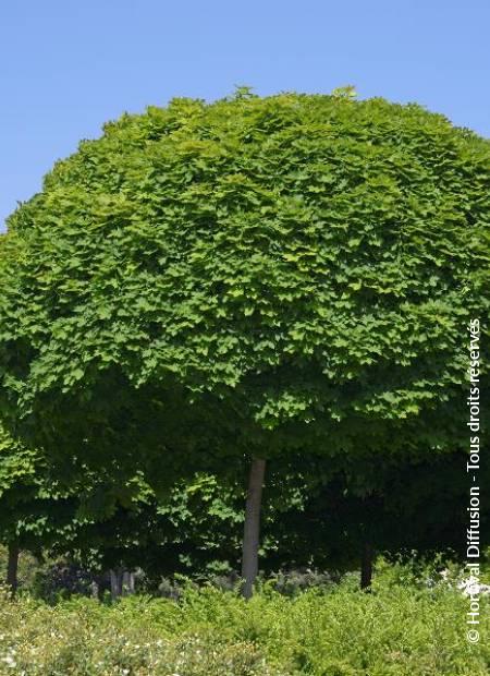 © Hortival Diffusion - Tous droits réservés