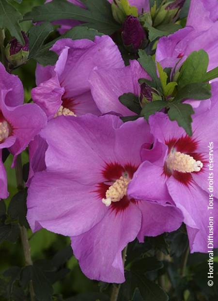 © Hortival Diffusion - Tous droits réservés