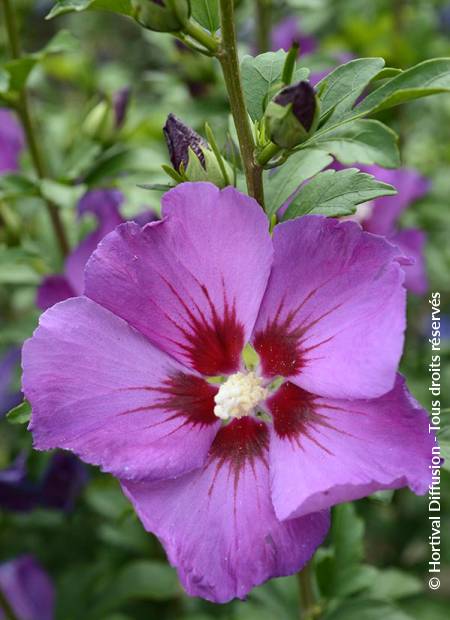 © Hortival Diffusion - Tous droits réservés