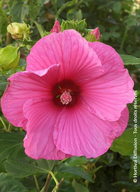 © Hortival Diffusion - Tous droits réservés