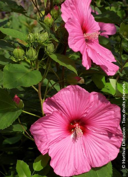 © Hortival Diffusion - Tous droits réservés