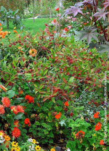 © Hortival Diffusion - Tous droits réservés