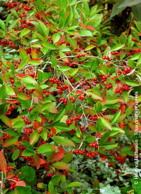 © Hortival Diffusion - Tous droits réservés