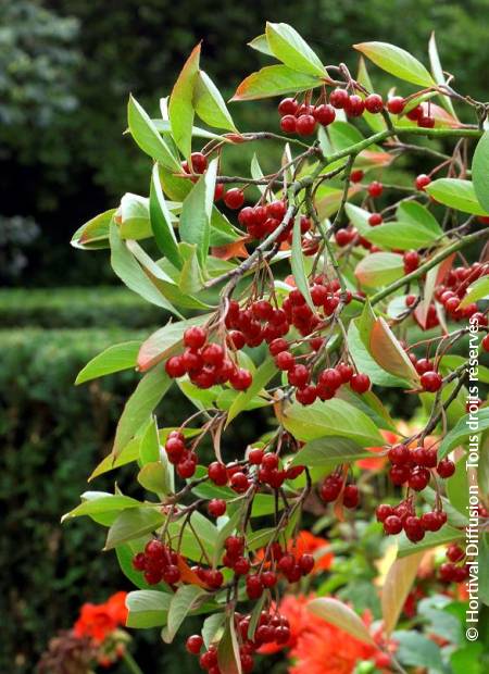 © Hortival Diffusion - Tous droits réservés