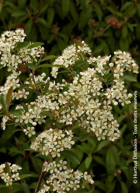 © Hortival Diffusion - Tous droits réservés