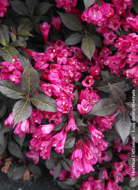 Weigela minor black discount