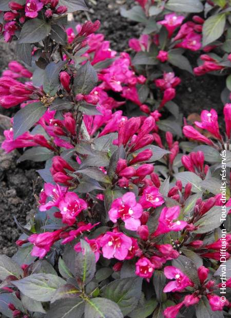 © Hortival Diffusion - Tous droits réservés