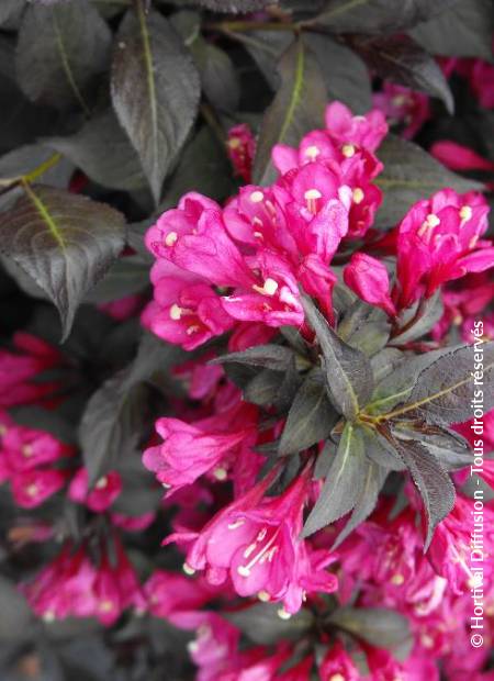 © Hortival Diffusion - Tous droits réservés