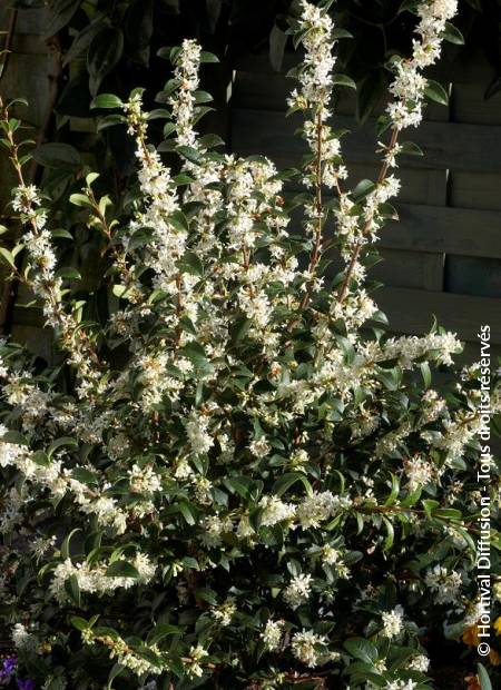 © Hortival Diffusion - Tous droits réservés