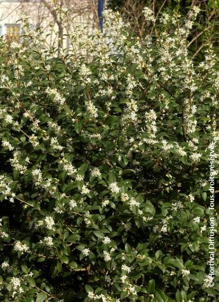 © Hortival Diffusion - Tous droits réservés