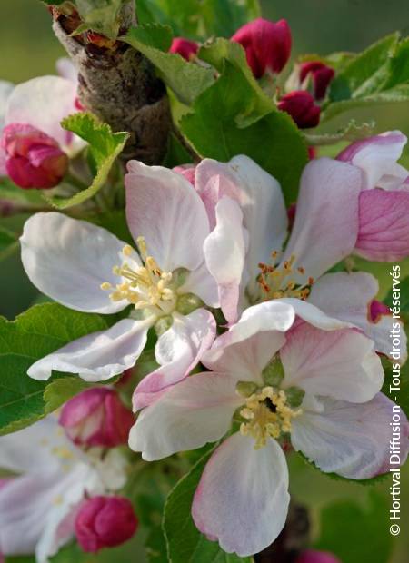 © Hortival Diffusion - Tous droits réservés