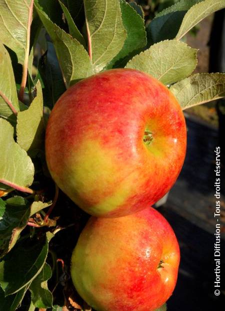 © Hortival Diffusion - Tous droits réservés