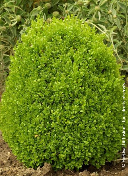 © Hortival Diffusion - Tous droits réservés