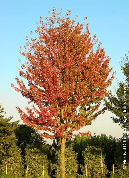 © Hortival Diffusion - Tous droits réservés