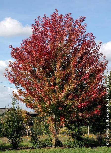 © Hortival Diffusion - Tous droits réservés