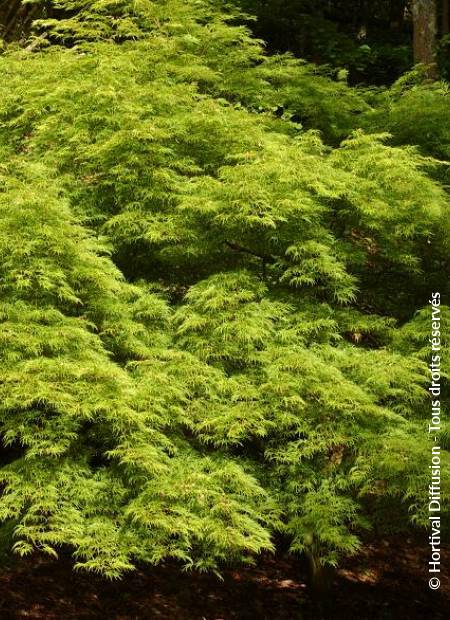 © Hortival Diffusion - Tous droits réservés