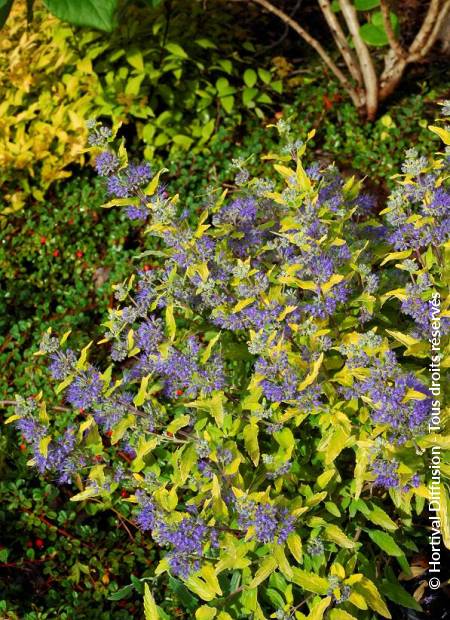 © Hortival Diffusion - Tous droits réservés