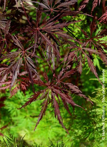 © Hortival Diffusion - Tous droits réservés