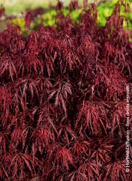 © Hortival Diffusion - Tous droits réservés