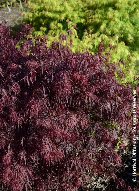 © Hortival Diffusion - Tous droits réservés