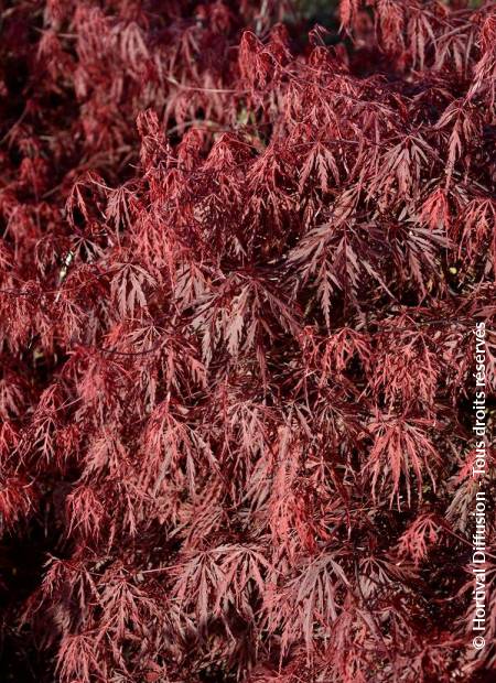 © Hortival Diffusion - Tous droits réservés