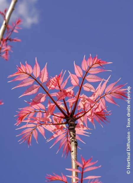 © Hortival Diffusion - Tous droits réservés