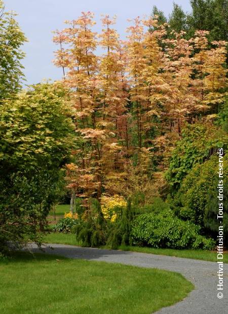 © Hortival Diffusion - Tous droits réservés