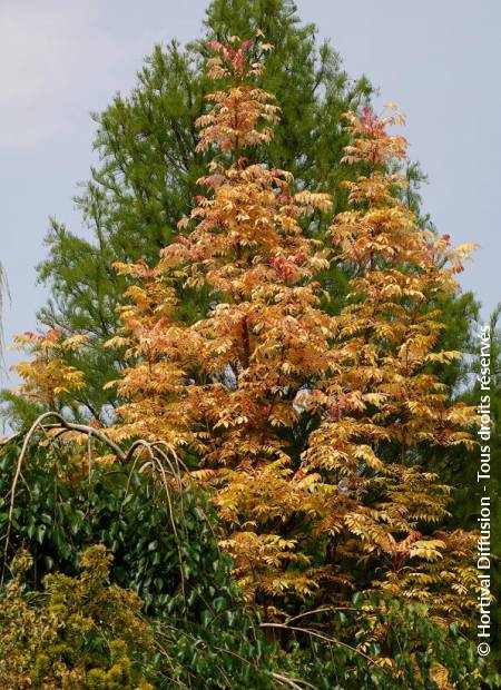 © Hortival Diffusion - Tous droits réservés