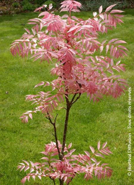 © Hortival Diffusion - Tous droits réservés