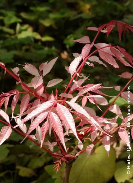 © Hortival Diffusion - Tous droits réservés