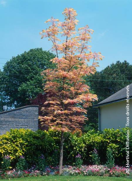 © Hortival Diffusion - Tous droits réservés