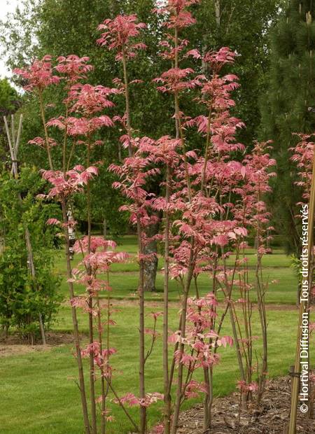 © Hortival Diffusion - Tous droits réservés