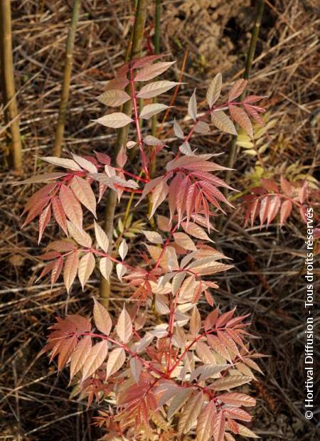 © Hortival Diffusion - Tous droits réservés