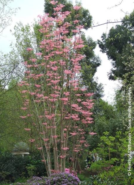 © Hortival Diffusion - Tous droits réservés