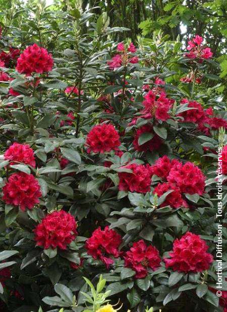 © Hortival Diffusion - Tous droits réservés